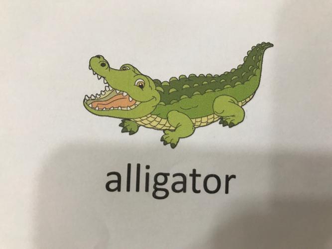 alligator怎么读